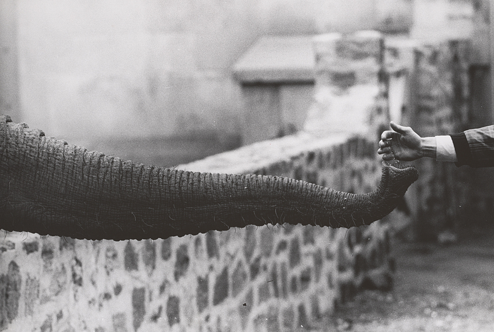 An elephant trunk and a human hand nearly touching